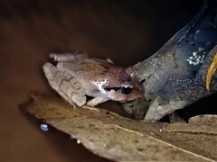 Platyplectrum fletcheri