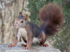 Sciurus vulgaris