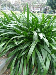 Hymenocallis speciosa