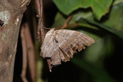 Amathusia phidippus