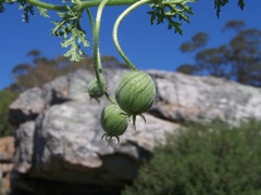 Blumenbachia insignis