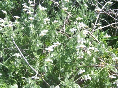 Blumenbachia insignis