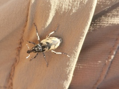 Coniocleonus excoriatus