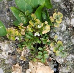 Cardamine hirsuta