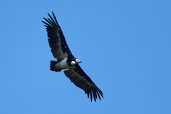 Trigonoceps occipitalis