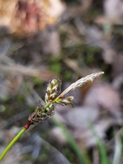 Carex ericetorum