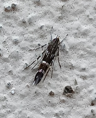 Cosmopterix pulchrimella