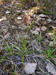 Carex ericetorum