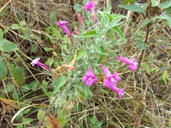 Ruellia inundata