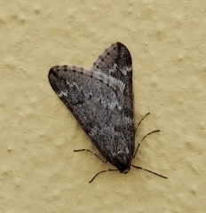Alsophila aescularia
