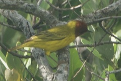 Setophaga petechia bryanti