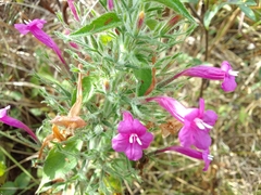 Ruellia inundata
