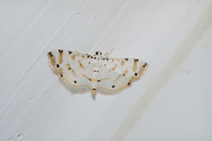 Pycnarmon cribrata