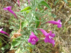 Ruellia inundata