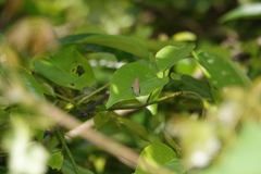 Prosotas nora superdates