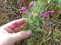 Ruellia inundata