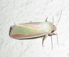 Heliothis galatheae