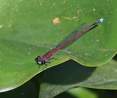 Oxyagrion terminale