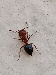 Crematogaster schmidti