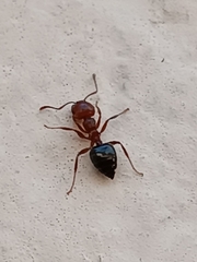 Crematogaster schmidti
