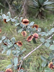 Combretum hereroense