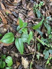 Tripterospermum taiwanense