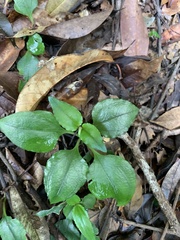 Tripterospermum taiwanense