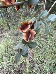 Combretum hereroense