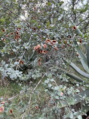 Combretum hereroense