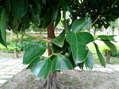 Cinnamomum kotoense
