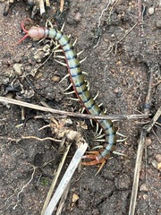 Scolopendra