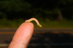 Protitame virginalis