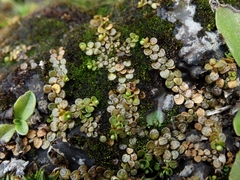 Epilobium komarovianum