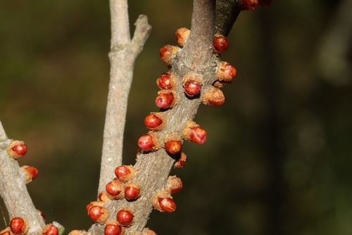 Berlinianche aethiopica image