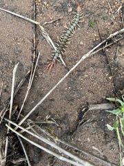 Scolopendra