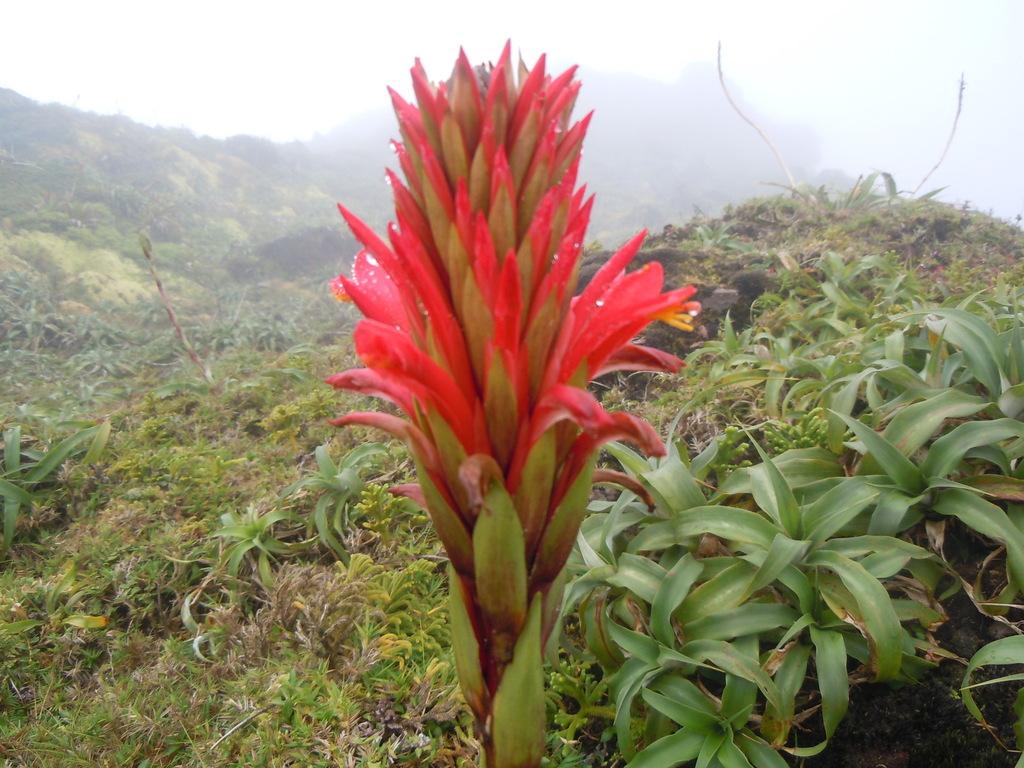 Pitcairnia (Genus Pitcairnia) · iNaturalist
