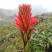 Pitcairnia - Photo (c) Patrice78500, algunos derechos reservados (CC BY-SA)