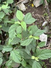 Achyranthes
