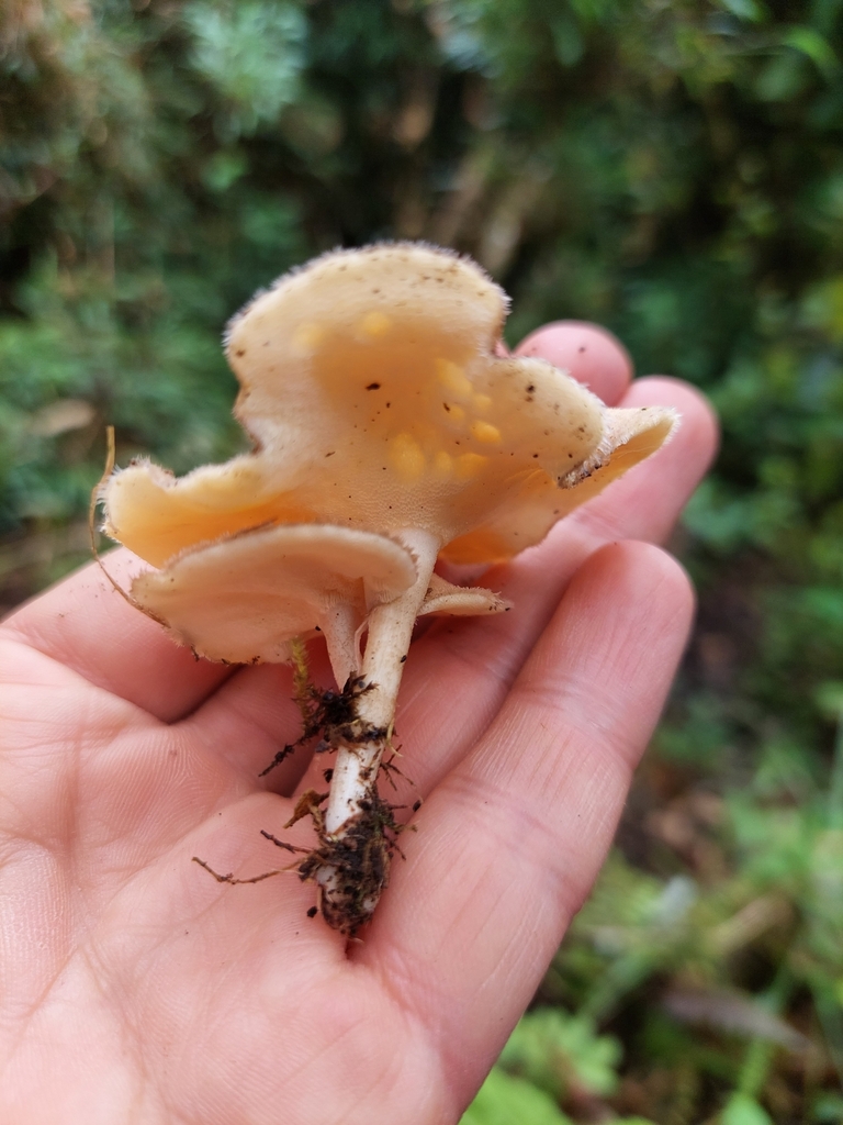 Lentinus flexipes · February 2023 · photo: © danielmesa1 (iNaturalist, cc-by)