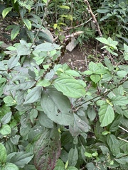 Achyranthes