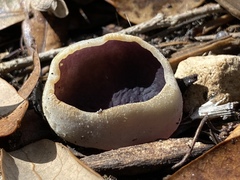 Geoscypha violacea