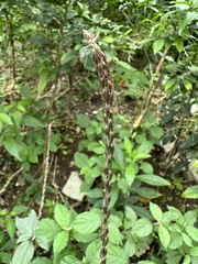 Achyranthes