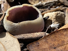Geoscypha violacea