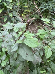 Achyranthes