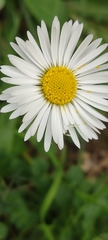 Bellis sylvestris