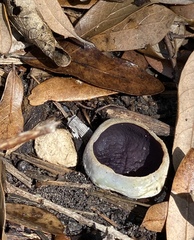 Geoscypha violacea