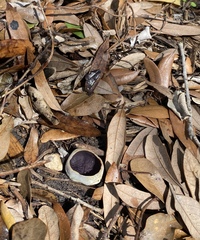 Geoscypha violacea