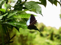 Tanaecia iapis puseda