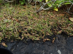 Epilobium komarovianum
