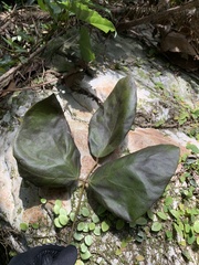 Mucuna macrocarpa